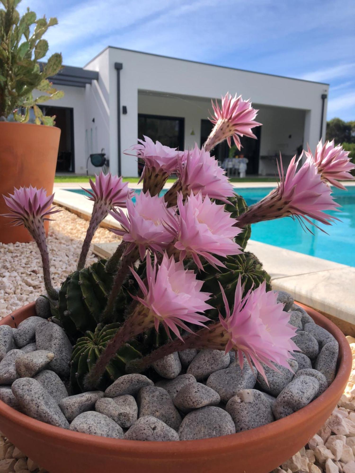 Casa Penina Ξενοδοχείο Alvor Εξωτερικό φωτογραφία